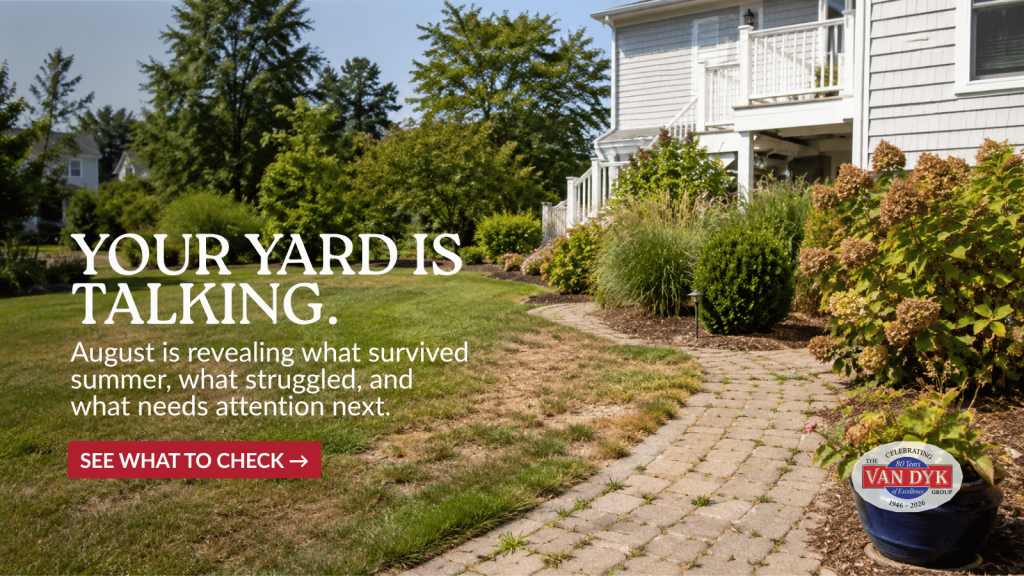 Late summer yard showing lawn, shrub and landscape stress at an LBI Region home in August.